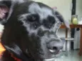 Loki