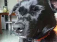 Loki