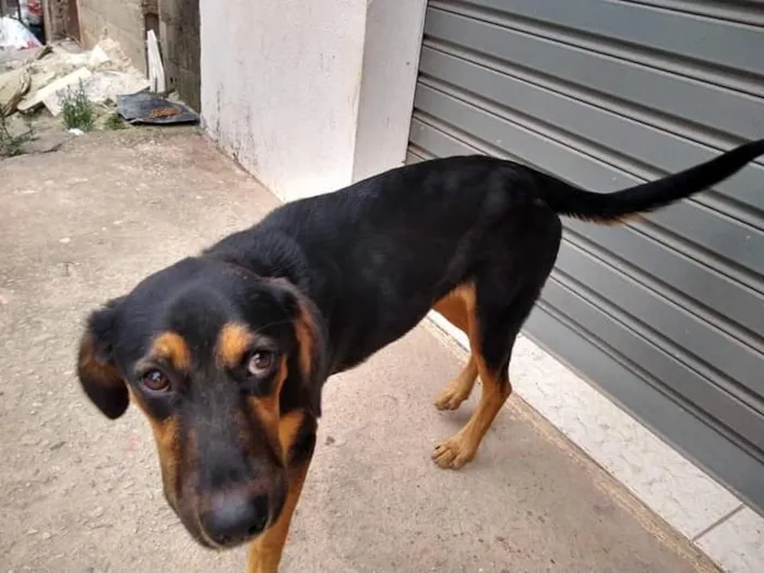 Cachorro ra a Rottweiler idade 7 a 11 meses nome Mayllon