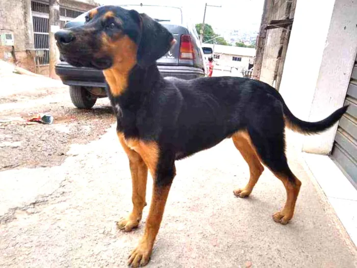 Cachorro ra a Rottweiler idade 7 a 11 meses nome Mayllon