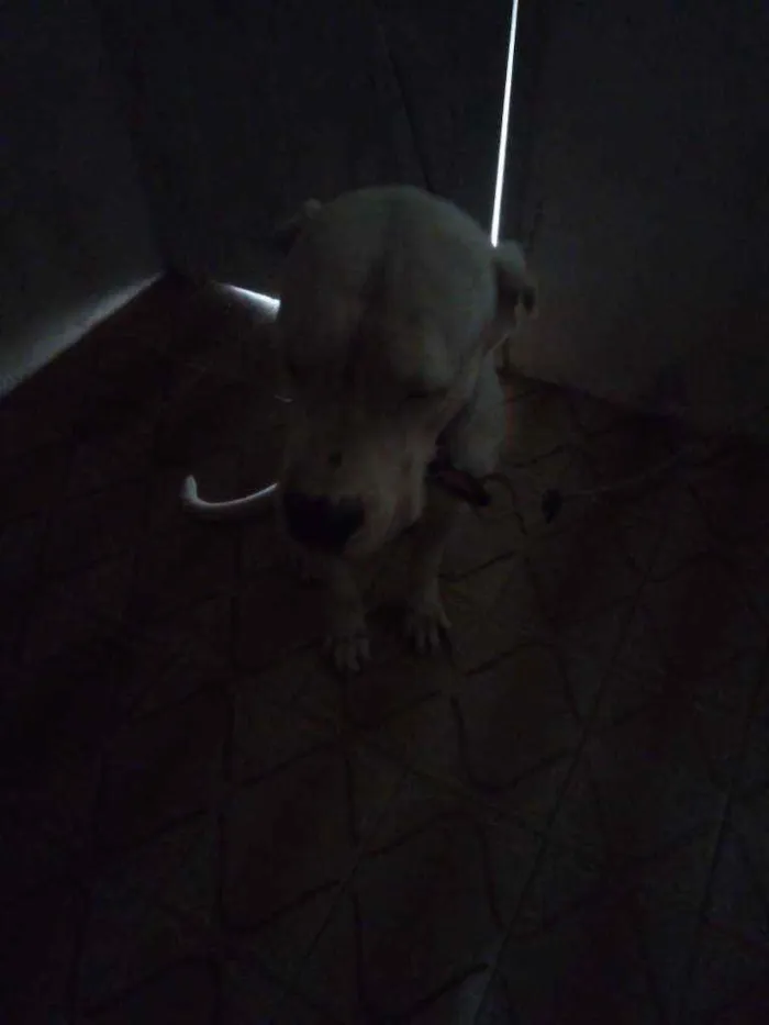 Cachorro ra a Dogo argentino idade 3 anos nome Vanhelsing