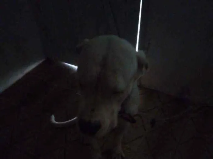 Cachorro ra a Dogo argentino idade 3 anos nome Vanhelsing