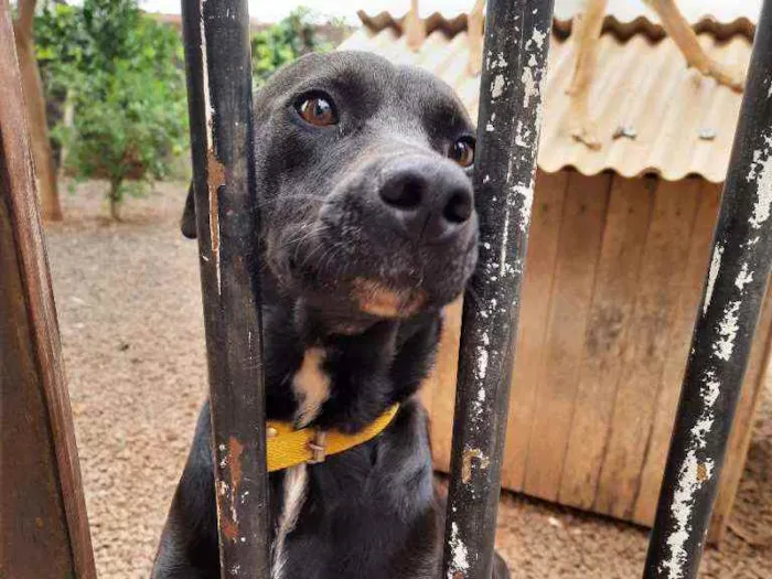 Cachorro ra a desconhecida idade 2 anos nome Linda