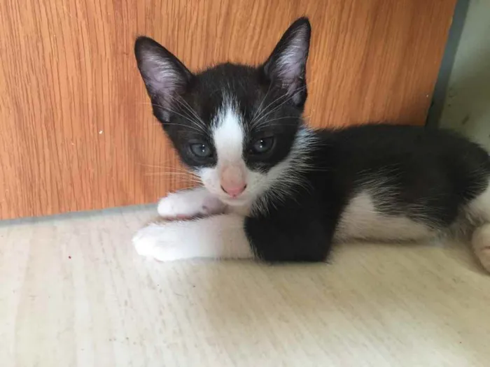 Cachorro ra a Indefinida  idade Abaixo de 2 meses nome Mia 