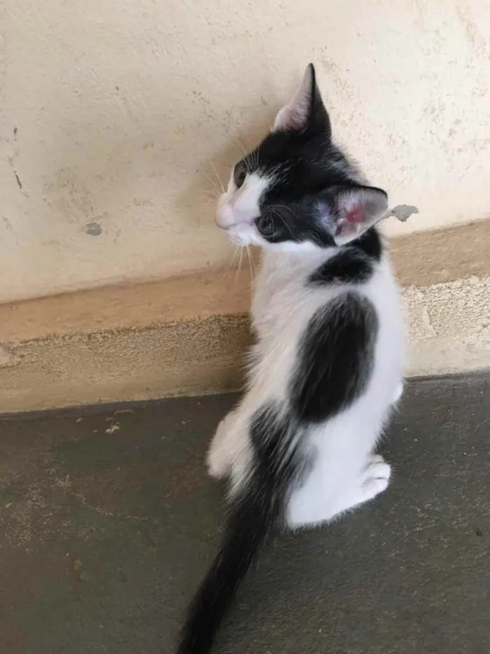 Cachorro ra a Indefinida  idade Abaixo de 2 meses nome Mia 