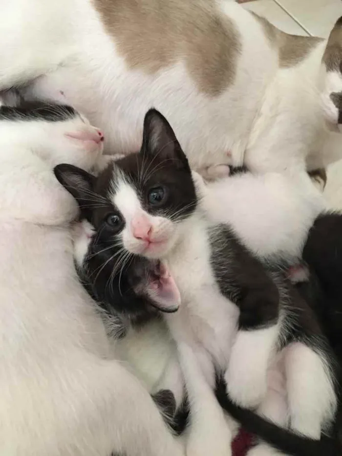 Cachorro ra a Indefinida  idade Abaixo de 2 meses nome Mia 