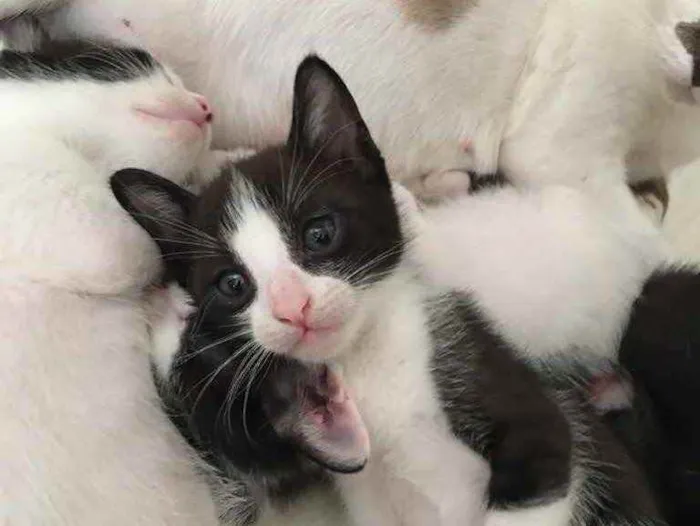 Cachorro ra a Indefinida  idade Abaixo de 2 meses nome Mia 