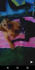 Aslan e Laika 