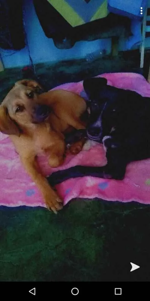 Cachorro raça Vira lata idade 7 a 11 meses nome Aslan e Laika 