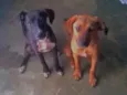 Aslan e Laika 