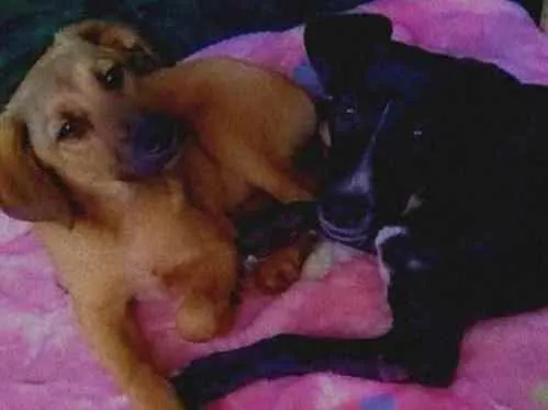 Cachorro ra a Vira lata idade 7 a 11 meses nome Aslan e Laika 