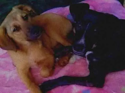 Cachorro raça Vira lata idade 7 a 11 meses nome Aslan e Laika 
