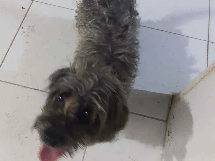 Cachorro ra a Puldo idade 2 anos nome Bayle