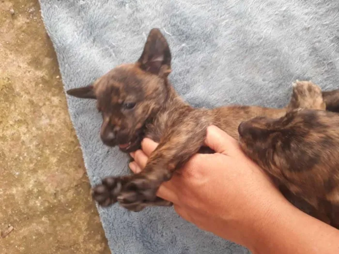 Cachorro ra a SRD-ViraLata idade Abaixo de 2 meses nome Anita