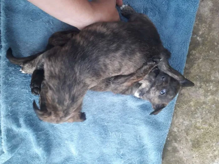 Cachorro ra a SRD-ViraLata idade Abaixo de 2 meses nome Anita