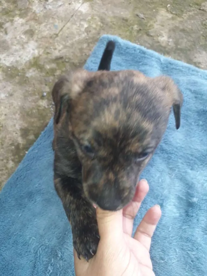 Cachorro ra a SRD-ViraLata idade Abaixo de 2 meses nome Anita