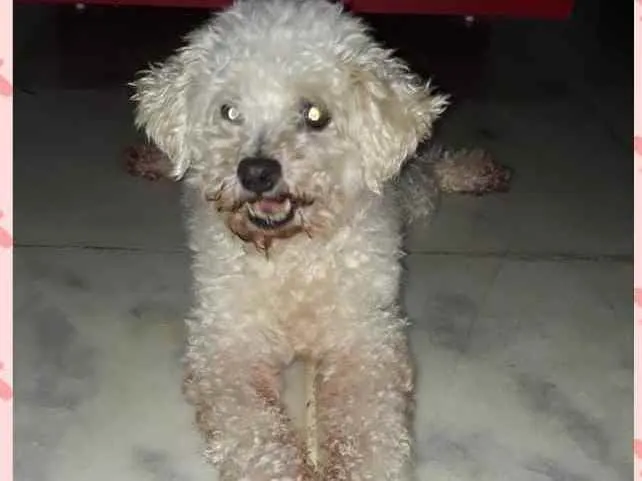 Cachorro ra a Poodle idade 6 ou mais anos nome Bob