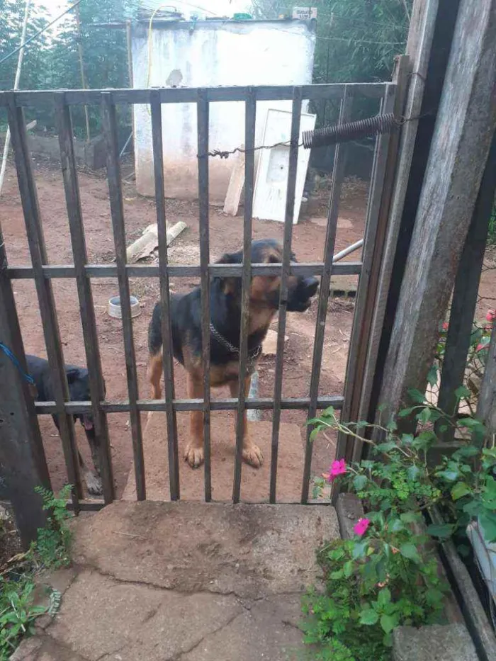 Cachorro ra a Pastor alemão idade 1 ano nome 1 ano e.  9 meses