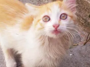 Gato raça Indefinida  idade 2 a 6 meses nome Amarelo 