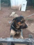 1 ano e.  9 meses