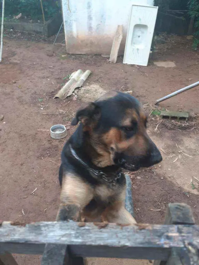 Cachorro ra a Pastor alemão idade 1 ano nome 1 ano e.  9 meses