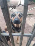 1 ano e.  9 meses