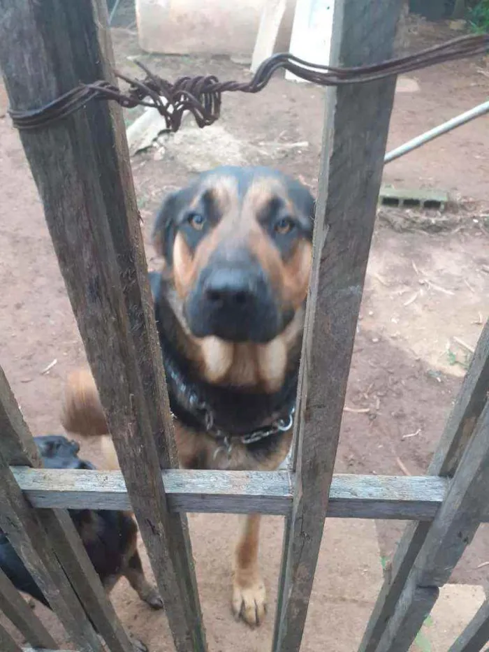 Cachorro ra a Pastor alemão idade 1 ano nome 1 ano e.  9 meses