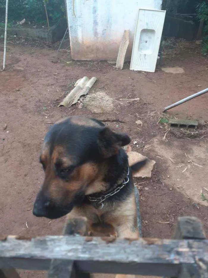 Cachorro ra a Pastor alemão idade 1 ano nome 1 ano e.  9 meses