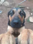 1 ano e.  9 meses