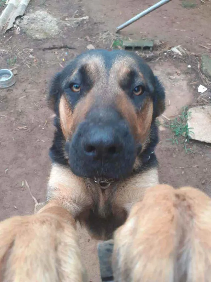 Cachorro ra a Pastor alemão idade 1 ano nome 1 ano e.  9 meses