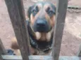 1 ano e.  9 meses