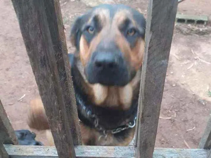 Cachorro ra a Pastor alemão idade 1 ano nome 1 ano e.  9 meses