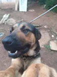 1 ano e.  9 meses