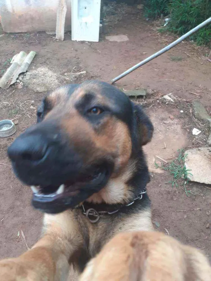 Cachorro ra a Pastor alemão idade 1 ano nome 1 ano e.  9 meses