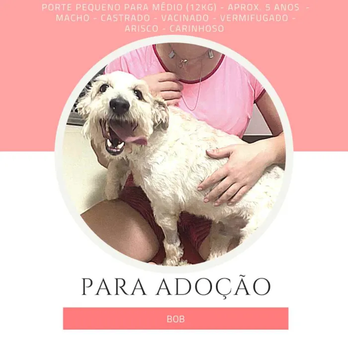 Cachorro raça SRD idade 5 anos nome Bob