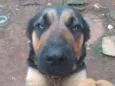 1 ano e.  9 meses