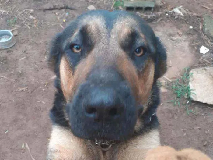 Cachorro ra a Pastor alemão idade 1 ano nome 1 ano e.  9 meses