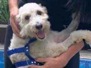 Cachorro raça SRD idade 5 anos nome Bob