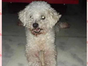 Cachorro raça Poodle idade 6 ou mais anos nome Bob