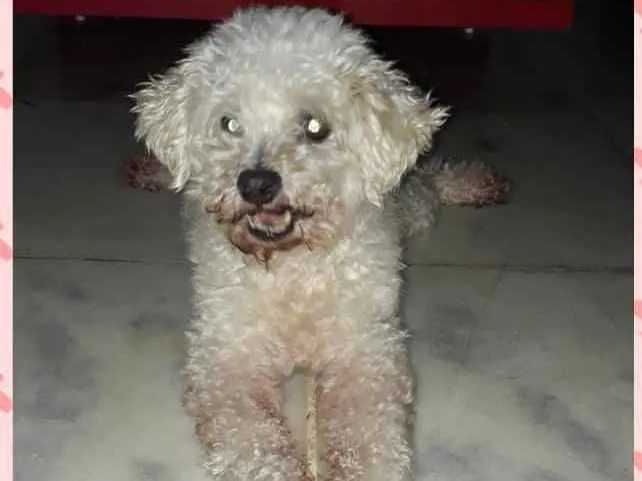 Cachorro ra a Poodle idade 6 ou mais anos nome Bob