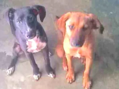Cachorro raça Vira lata idade 7 a 11 meses nome Aslan e Laika 