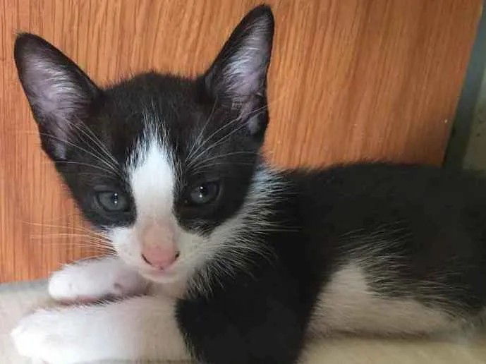 Cachorro ra a Indefinida  idade Abaixo de 2 meses nome Mia 