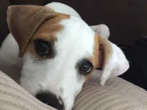 Cachorro raça Vira-lata  idade 2 a 6 meses nome Louis