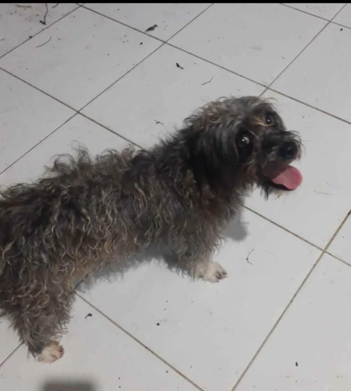 Cachorro ra a Puldo idade 2 anos nome Bayle