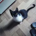 Nala 