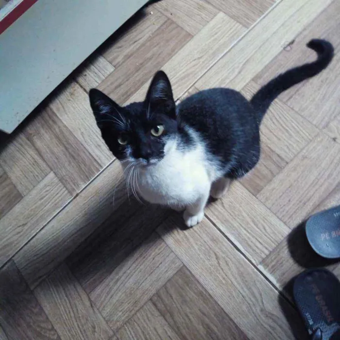 Gato raça Não sei eu adotei ela idade 1 ano nome Nala 