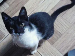Gato raça Não sei eu adotei ela idade 1 ano nome Nala 