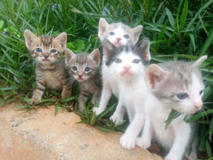 Gato raça Não sei idade 2 a 6 meses nome Sem nome