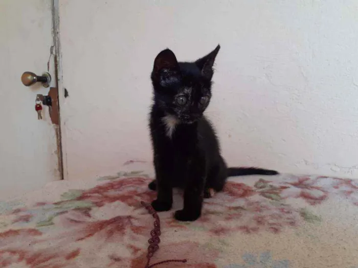 Gato ra a SRD idade 2 a 6 meses nome Sem nome 