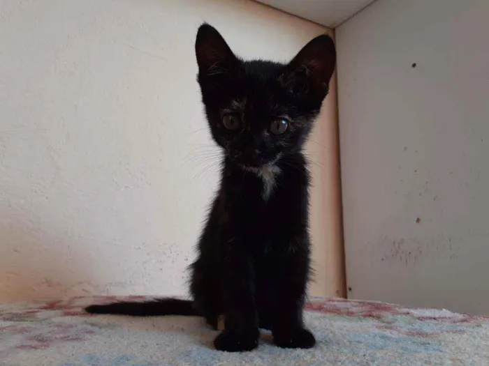 Gato ra a SRD idade 2 a 6 meses nome Sem nome 